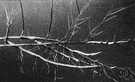 Elymus - tall tufted perennial grasses (such as lyme grass or wild rye)