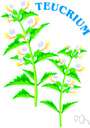Teucrium