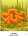 orange peel fungus