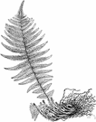 Dryopteris filix-mas - fern of North America and Europe whose rhizomes and stalks yield an oleoresin used to expel tapeworms