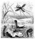 metabolism - the marked and rapid transformation of a larva into an adult that occurs in some animals
