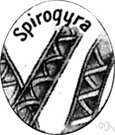 spirogyra - freshwater algae consisting of minute filaments containing spiral chlorophyll bands