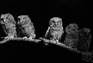 Otus asio - small North American owl having hornlike tufts of feathers whose call sounds like a quavering whistle