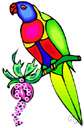 varied Lorikeet