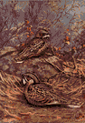 poorwill - goatsucker of western North America