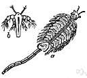 Anostraca