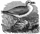 genus Procellaria - type genus of the Procellariidae