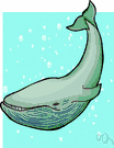 order Cetacea - an order of Eutheria
