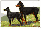 Manchester terrier - a breed of short-haired rat terrier with a black-and-tan coat that was developed in Manchester, England