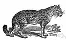 Felis tigrina - medium-sized wildcat of Central America and South America having a dark-striped coat