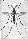 aedes - yellow-fever mosquitos