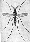 genus Aedes - yellow-fever mosquitos