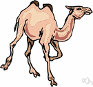 Camelus - type genus of the Camelidae: camels