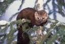 American sable - valued for its fur
