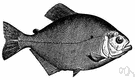 piranha - small voraciously carnivorous freshwater fishes of South America that attack and destroy living animals