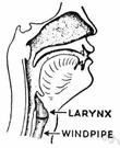 larynx - a cartilaginous structure at the top of the trachea