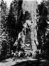 Redwood National Park - a national park in California featuring a redwood forest and Pacific Ocean coastline