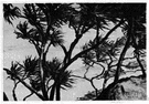 textile screw pine - Polynesian screw pine