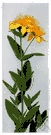 Hypericum pyramidatum - perennial shrub having large star-shaped yellow flowers in narrowly pyramidal cymes