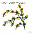 Violaceae - a family of order Parietales including the genera Viola, Hybanthus, Hymenanthera, Melicytus