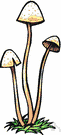 subdivision Basidiomycota - comprises fungi bearing the spores on a basidium
