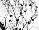 nitrogen fixation - the assimilation of atmospheric nitrogen by soil bacteria and its release for plant use on the death of the bacteria