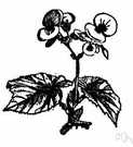 varicolored - having sections or patches colored differently and usually brightly