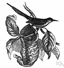 genus Orthotomus - tailorbirds genus Orthotomus - tailorbirds