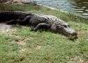 gator - either of two amphibious reptiles related to crocodiles but with shorter broader snouts