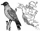 band-tail pigeon - wild pigeon of western North America