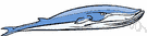 Balaenoptera physalus - large flat-headed whalebone whale having deep furrows along the throat