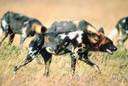 Lycaon pictus - a powerful doglike mammal of southern and eastern Africa that hunts in large packs
