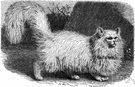 Persian cat - a long-haired breed of cat