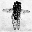 Sphecius - large solitary wasps: cicada killer