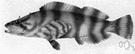 convict fish - greenling with whitish body marked with black bands