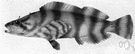 painted greenling - greenling with whitish body marked with black bands