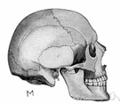 complex body part - a particular complex anatomical part of a living thing