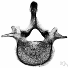 lumbar vertebra - one of 5 vertebrae in the human vertebral column