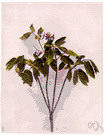 Caulophyllum thalictroides - tall herb of eastern North America and Asia having blue berrylike fruit and a thick knotty rootstock formerly used medicinally
