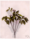 papooseroot - tall herb of eastern North America and Asia having blue berrylike fruit and a thick knotty rootstock formerly used medicinally