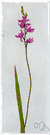 Calopogon tuberosum - an orchid