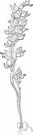 phantom orchid - waxy white nearly leafless plant with stems in clusters and racemes of white flowers