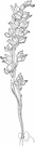 snow orchid - waxy white nearly leafless plant with stems in clusters and racemes of white flowers