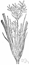 Cyperus longus - European sedge having rough-edged leaves and spikelets of reddish flowers and aromatic roots