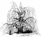 weeping beech - variety of European beech with pendulous limbs
