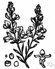 dyer's-broom - small Eurasian shrub having clusters of yellow flowers that yield a dye