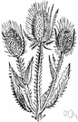 Dipsacus sativus - similar to the common teasel and similarly used