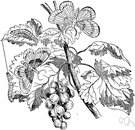 white currant - garden currant bearing small white berries