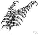 Asplenium montanum - a spleenwort of eastern North America