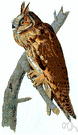 genus Asio - a genus of European owls